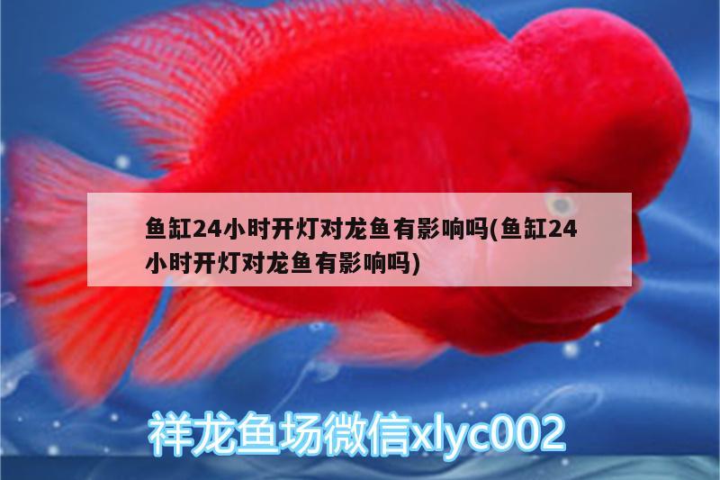 魚缸24小時開燈對龍魚有影響嗎(魚缸24小時開燈對龍魚有影響嗎) 白子黑帝王魟魚