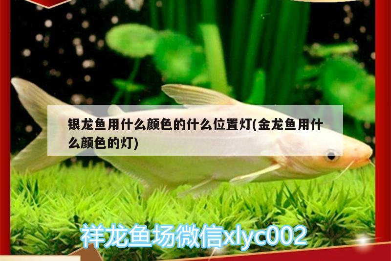 銀龍魚(yú)用什么顏色的什么位置燈(金龍魚(yú)用什么顏色的燈)