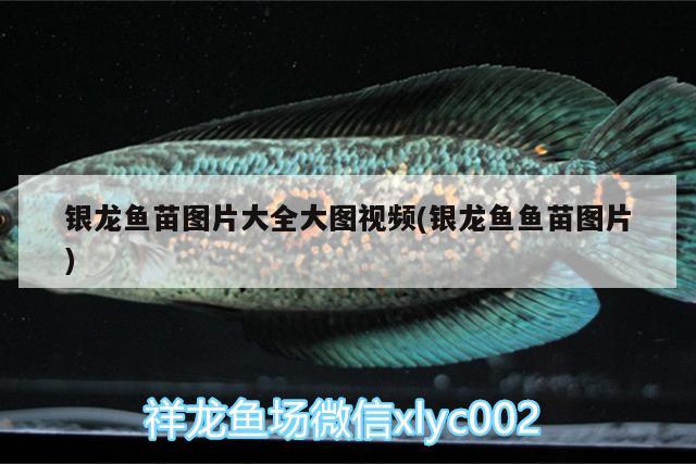 銀龍魚苗圖片大全大圖視頻(銀龍魚魚苗圖片) 銀龍魚百科