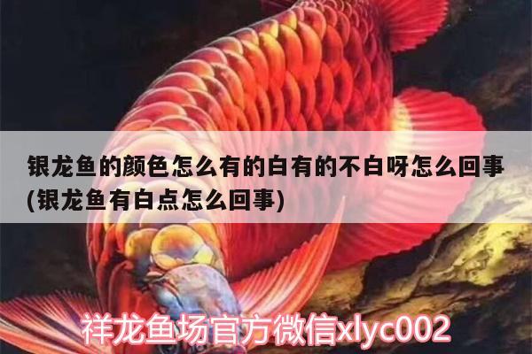 銀龍魚的顏色怎么有的白有的不白呀怎么回事(銀龍魚有白點怎么回事) 銀龍魚