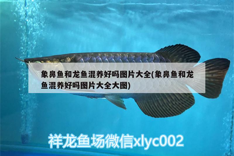 象鼻魚和龍魚混養(yǎng)好嗎圖片大全(象鼻魚和龍魚混養(yǎng)好嗎圖片大全大圖) 狗仔招財(cái)貓魚