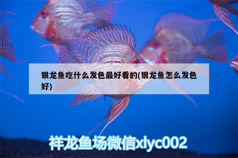 銀龍魚吃什么發(fā)色最好看的(銀龍魚怎么發(fā)色好)