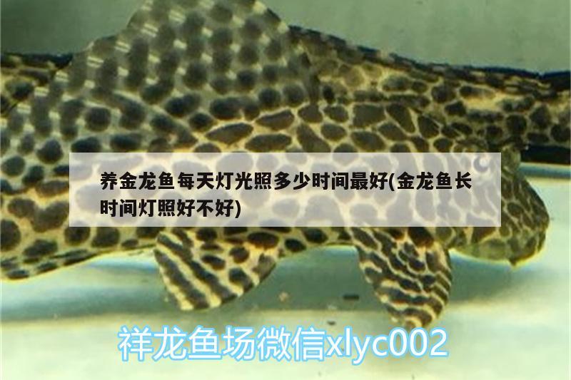 養(yǎng)金龍魚每天燈光照多少時(shí)間最好(金龍魚長(zhǎng)時(shí)間燈照好不好) 福滿鉆魚