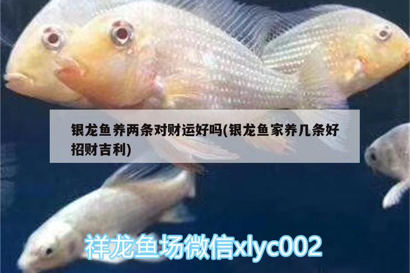 銀龍魚養(yǎng)兩條對財運(yùn)好嗎(銀龍魚家養(yǎng)幾條好招財吉利)