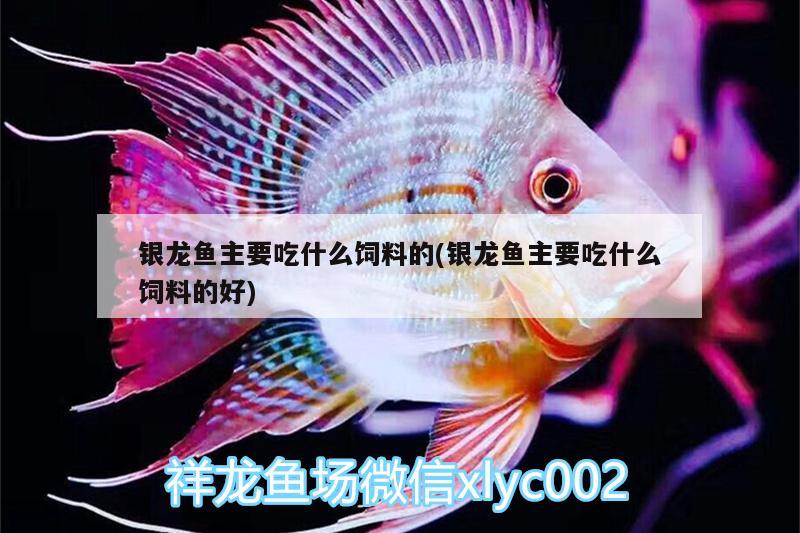 銀龍魚(yú)主要吃什么飼料的(銀龍魚(yú)主要吃什么飼料的好) 銀龍魚(yú)