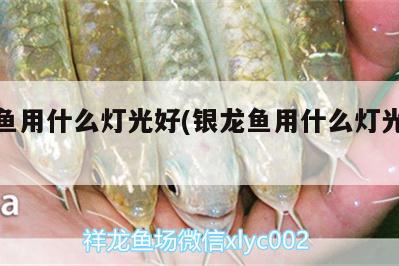 銀龍魚用什么燈光好(銀龍魚用什么燈光好養(yǎng))