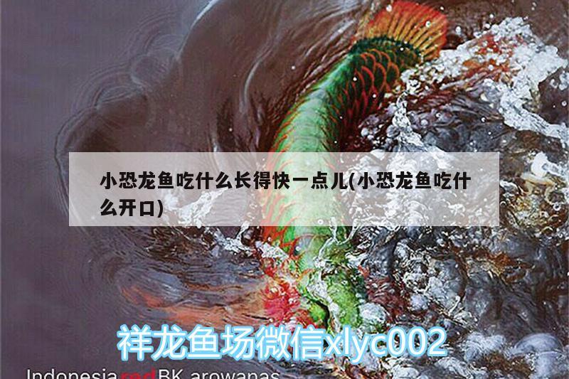 小恐龍魚吃什么長得快一點兒(小恐龍魚吃什么開口) 祥龍龍魚專用水族燈 第2張