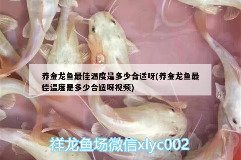 養(yǎng)金龍魚最佳溫度是多少合適呀(養(yǎng)金龍魚最佳溫度是多少合適呀視頻)