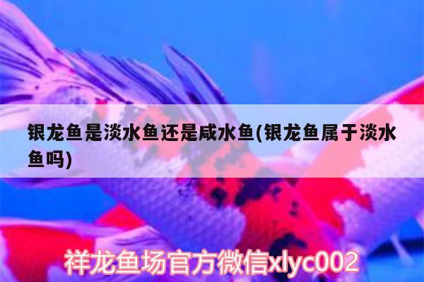 銀龍魚是淡水魚還是咸水魚(銀龍魚屬于淡水魚嗎)