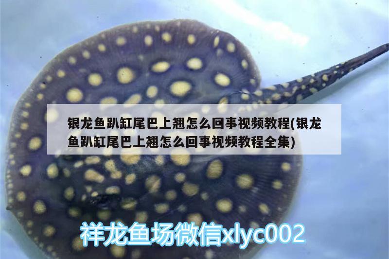 銀龍魚(yú)趴缸尾巴上翹怎么回事視頻教程(銀龍魚(yú)趴缸尾巴上翹怎么回事視頻教程全集) 銀龍魚(yú)百科