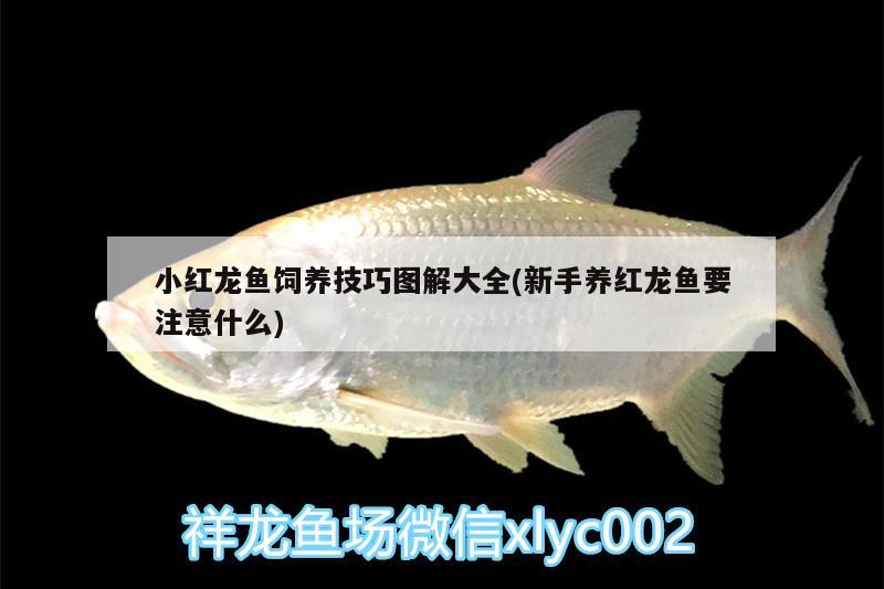 小紅龍魚飼養(yǎng)技巧圖解大全(新手養(yǎng)紅龍魚要注意什么)