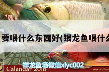 銀龍魚要喂什么東西好(銀龍魚喂什么最好)