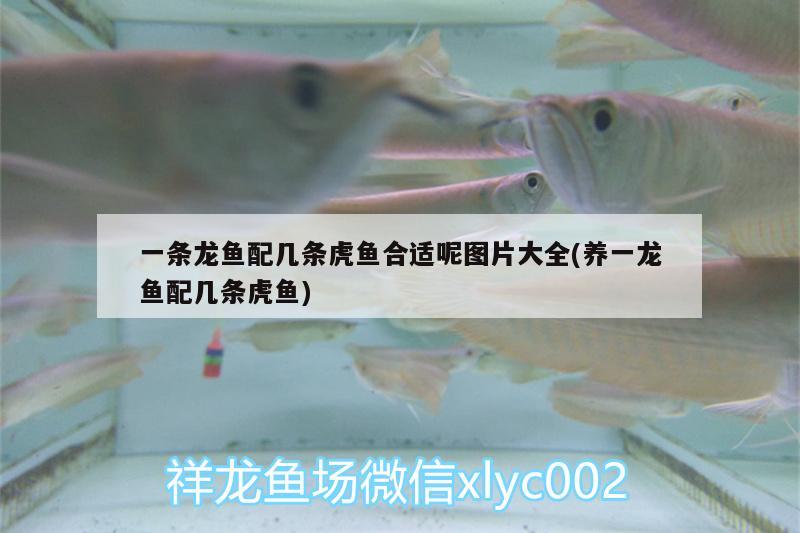 一條龍魚配幾條虎魚合適呢圖片大全(養(yǎng)一龍魚配幾條虎魚) 虎魚百科