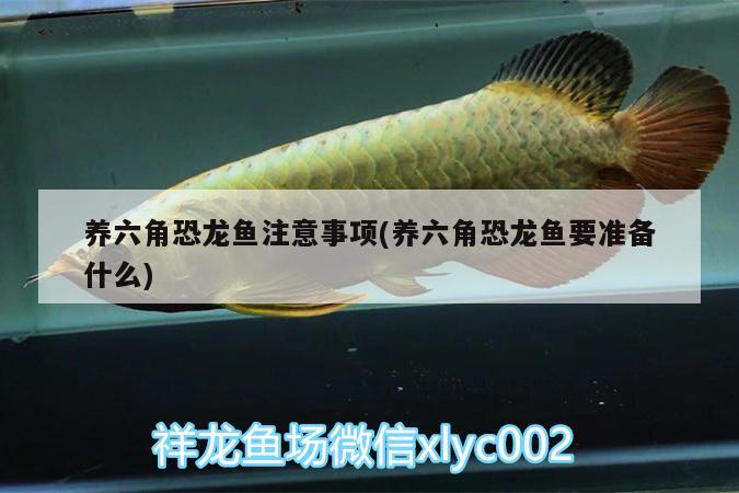 養(yǎng)六角恐龍魚注意事項(xiàng)(養(yǎng)六角恐龍魚要準(zhǔn)備什么)