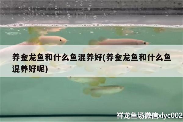 養(yǎng)金龍魚和什么魚混養(yǎng)好(養(yǎng)金龍魚和什么魚混養(yǎng)好呢) 魚缸清潔用具