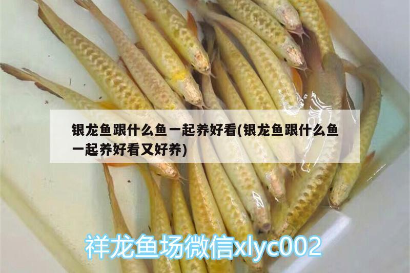 銀龍魚跟什么魚一起養(yǎng)好看(銀龍魚跟什么魚一起養(yǎng)好看又好養(yǎng)) 銀龍魚百科