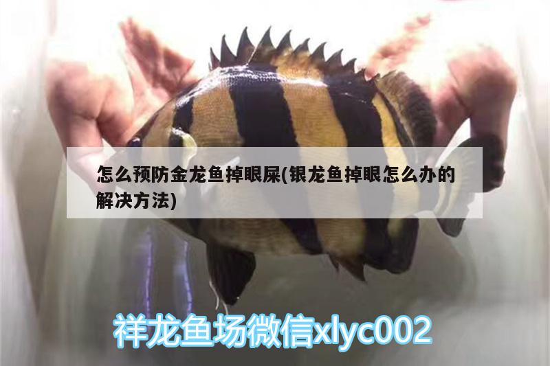 怎么預(yù)防金龍魚掉眼屎(銀龍魚掉眼怎么辦的解決方法) 銀龍魚