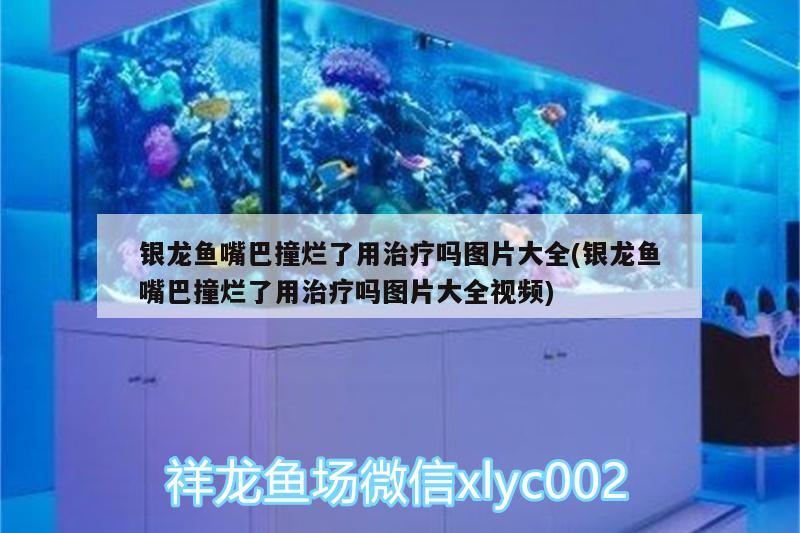 銀龍魚嘴巴撞爛了用治療嗎圖片大全(銀龍魚嘴巴撞爛了用治療嗎圖片大全視頻) 銀龍魚百科