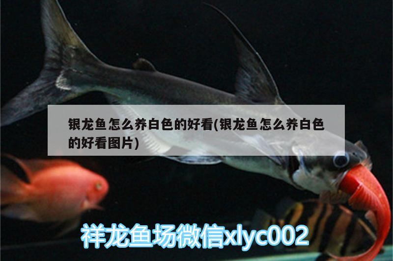 銀龍魚(yú)怎么養(yǎng)白色的好看(銀龍魚(yú)怎么養(yǎng)白色的好看圖片) 銀龍魚(yú)