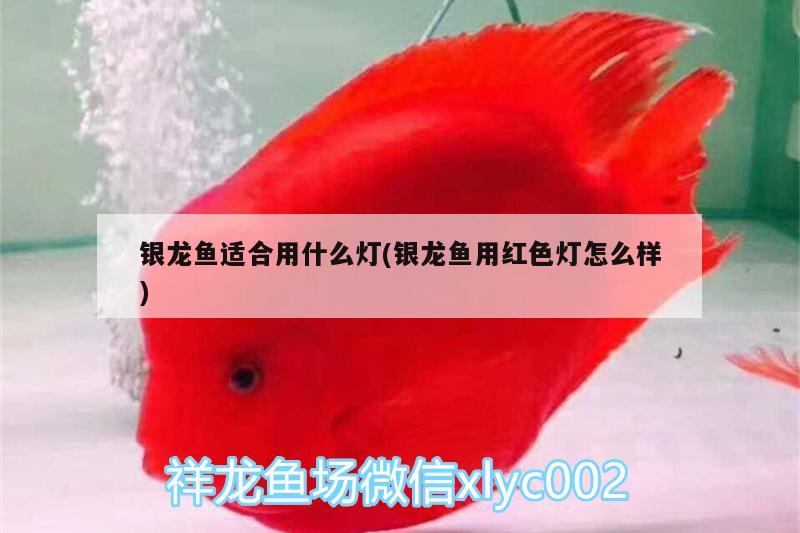 銀龍魚適合用什么燈(銀龍魚用紅色燈怎么樣)