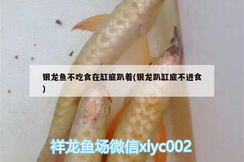 銀龍魚不吃食在缸底趴著(銀龍趴缸底不進食) 銀龍魚百科