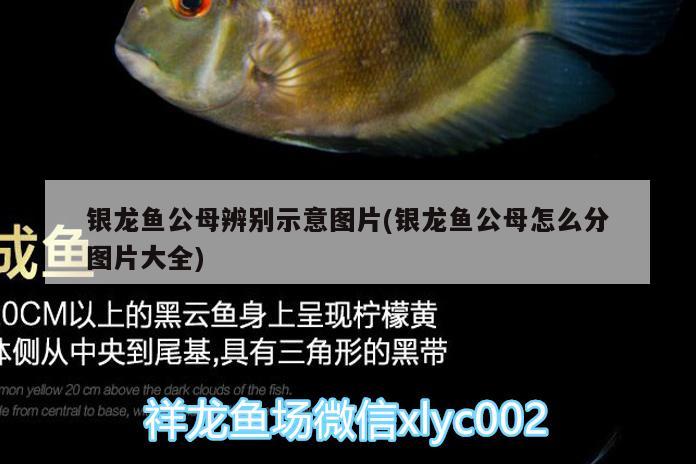 銀龍魚公母辨別示意圖片(銀龍魚公母怎么分圖片大全) 銀龍魚