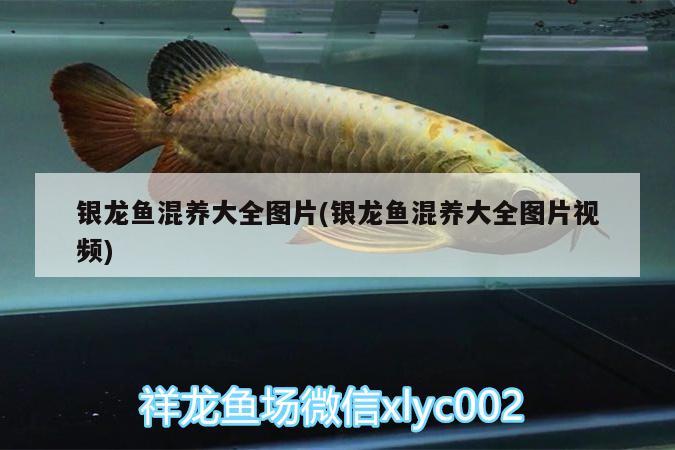 銀龍魚混養(yǎng)大全圖片(銀龍魚混養(yǎng)大全圖片視頻) 銀龍魚