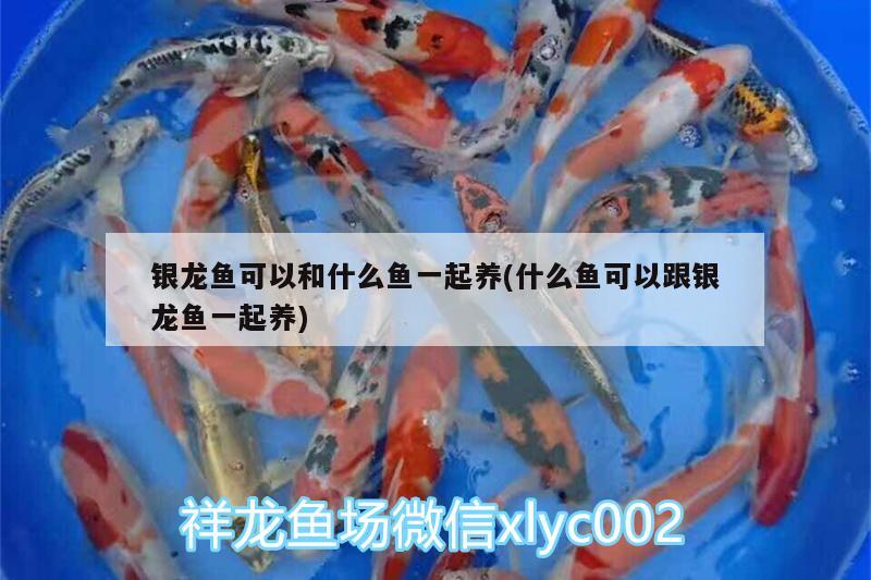 銀龍魚(yú)可以和什么魚(yú)一起養(yǎng)(什么魚(yú)可以跟銀龍魚(yú)一起養(yǎng))