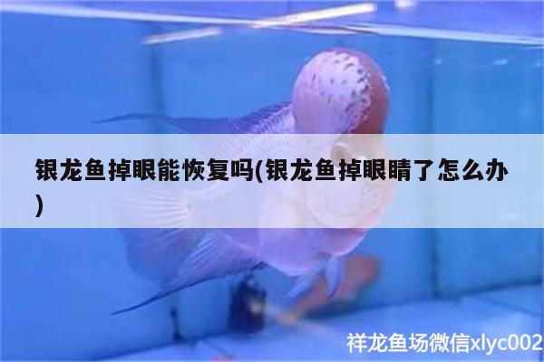 銀龍魚掉眼能恢復嗎(銀龍魚掉眼睛了怎么辦) 銀龍魚