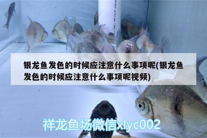 銀龍魚發(fā)色的時(shí)候應(yīng)注意什么事項(xiàng)呢(銀龍魚發(fā)色的時(shí)候應(yīng)注意什么事項(xiàng)呢視頻)