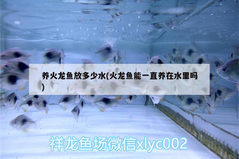 養(yǎng)火龍魚放多少水(火龍魚能一直養(yǎng)在水里嗎) 魚糧魚藥