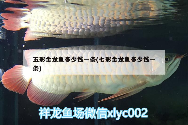 五彩金龍魚多少錢一條(七彩金龍魚多少錢一條) 羅漢魚批發(fā)