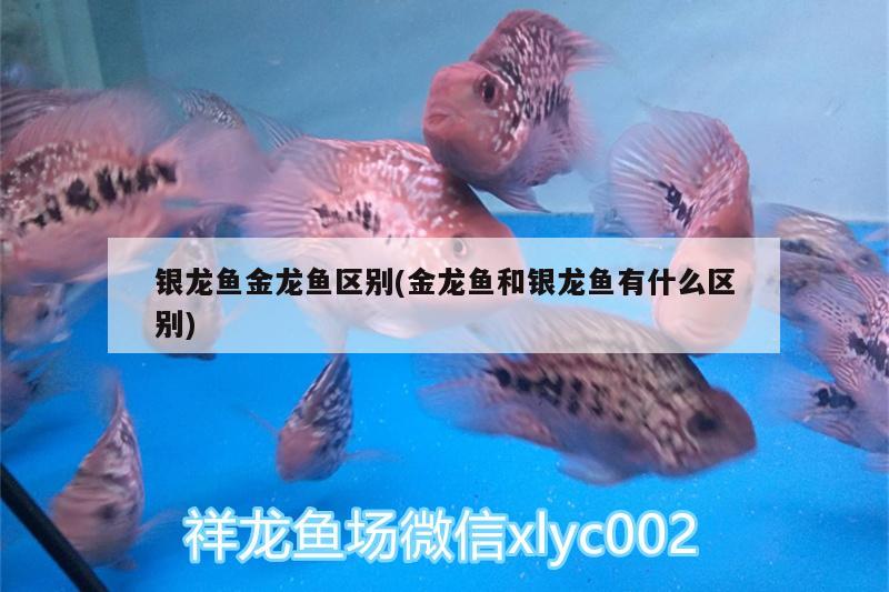 銀龍魚金龍魚區(qū)別(金龍魚和銀龍魚有什么區(qū)別)