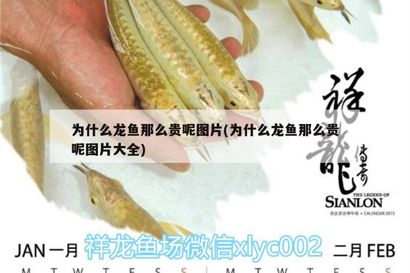 為什么龍魚那么貴呢圖片(為什么龍魚那么貴呢圖片大全) 黑帝王魟魚