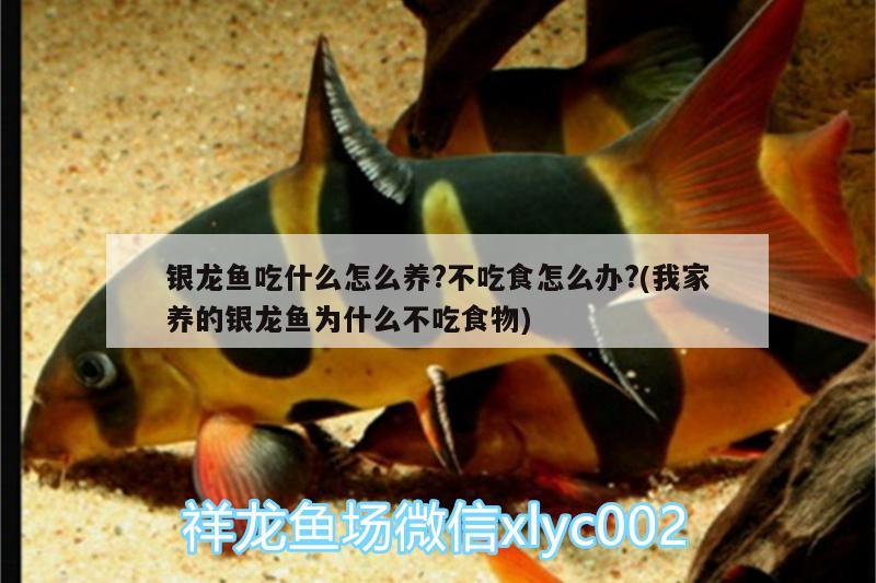 銀龍魚吃什么怎么養(yǎng)?不吃食怎么辦?(我家養(yǎng)的銀龍魚為什么不吃食物) 銀龍魚