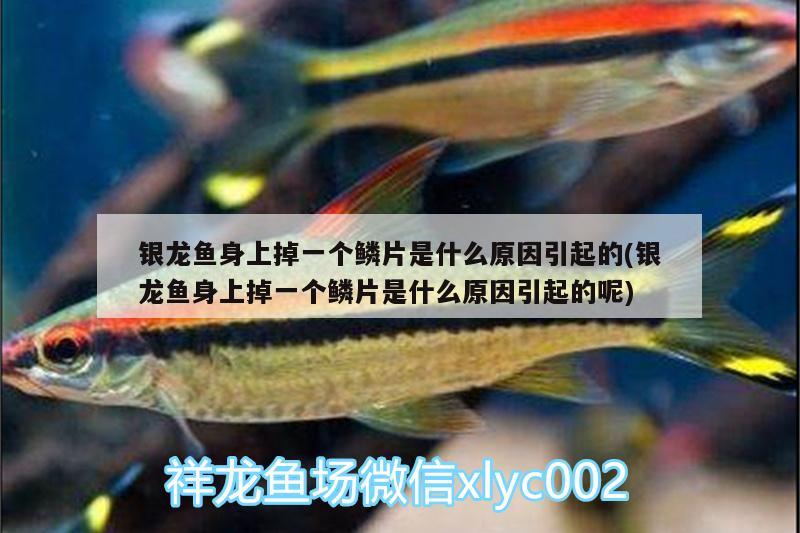 銀龍魚身上掉一個鱗片是什么原因引起的(銀龍魚身上掉一個鱗片是什么原因引起的呢)