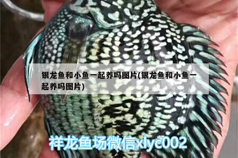 銀龍魚和小魚一起養(yǎng)嗎圖片(銀龍魚和小魚一起養(yǎng)嗎圖片) 銀龍魚