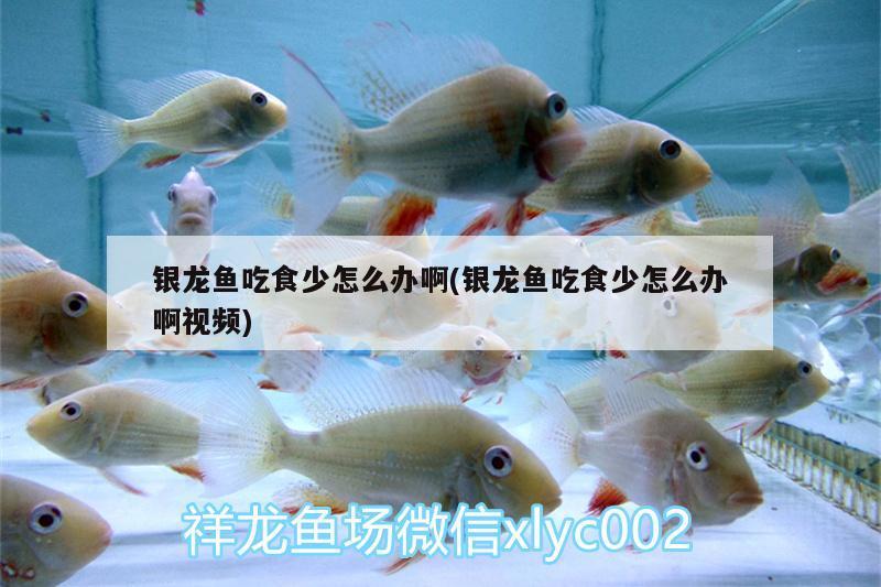 銀龍魚(yú)吃食少怎么辦啊(銀龍魚(yú)吃食少怎么辦啊視頻) 銀龍魚(yú)百科