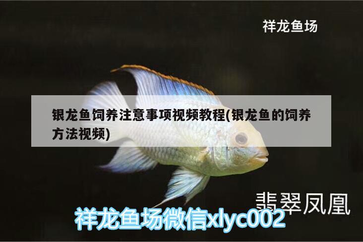 銀龍魚飼養(yǎng)注意事項視頻教程(銀龍魚的飼養(yǎng)方法視頻) 銀龍魚百科