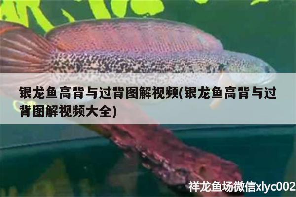 銀龍魚高背與過背圖解視頻(銀龍魚高背與過背圖解視頻大全) 銀龍魚百科