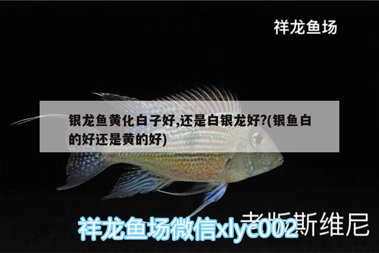 銀龍魚黃化白子好,還是白銀龍好?(銀魚白的好還是黃的好)