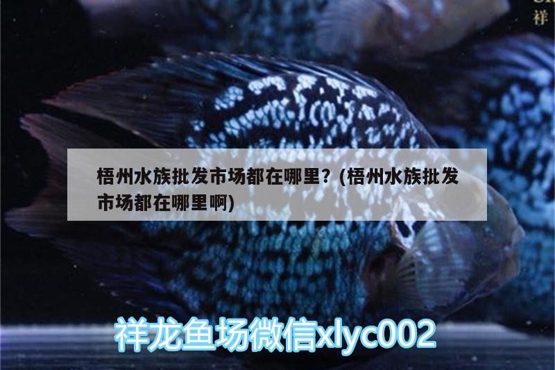 梧州水族批發(fā)市場都在哪里？(梧州水族批發(fā)市場都在哪里啊)