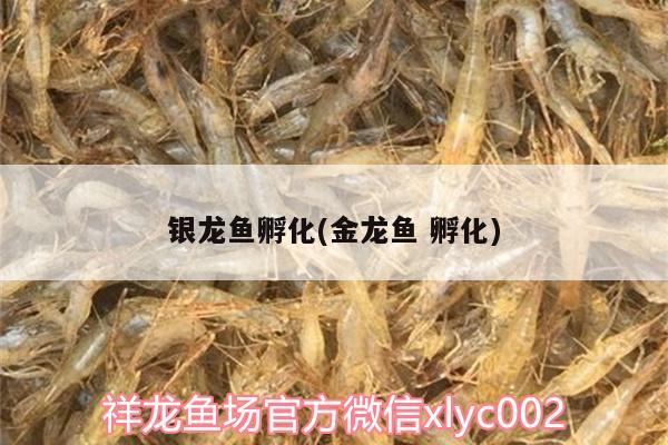 銀龍魚(yú)孵化(金龍魚(yú)孵化) 銀龍魚(yú)百科