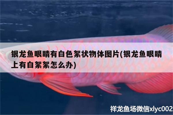 銀龍魚眼睛有白色絮狀物體圖片(銀龍魚眼睛上有白絮絮怎么辦) 銀龍魚百科