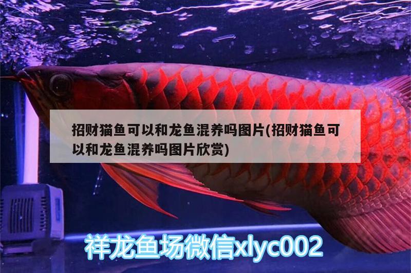 招財(cái)貓魚可以和龍魚混養(yǎng)嗎圖片(招財(cái)貓魚可以和龍魚混養(yǎng)嗎圖片欣賞)