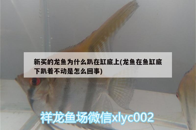 新買的龍魚(yú)為什么趴在缸底上(龍魚(yú)在魚(yú)缸底下趴著不動(dòng)是怎么回事) 朱巴利魚(yú)苗 第2張