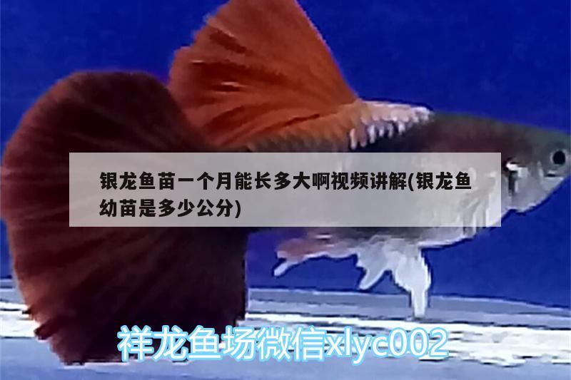 銀龍魚苗一個月能長多大啊視頻講解(銀龍魚幼苗是多少公分) 銀龍魚百科