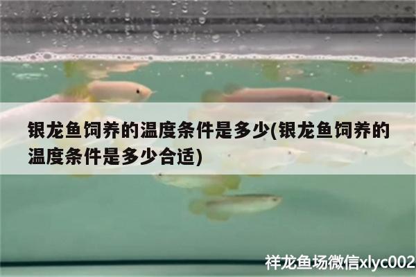 銀龍魚飼養(yǎng)的溫度條件是多少(銀龍魚飼養(yǎng)的溫度條件是多少合適) 銀龍魚