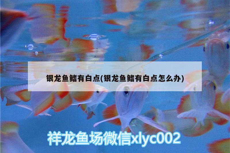 銀龍魚鰭有白點(銀龍魚鰭有白點怎么辦) 銀龍魚