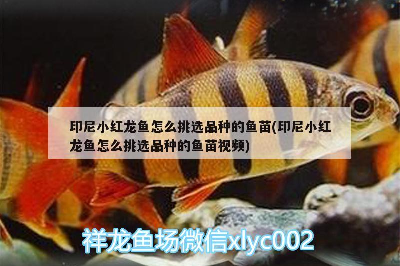 印尼小紅龍魚怎么挑選品種的魚苗(印尼小紅龍魚怎么挑選品種的魚苗視頻)